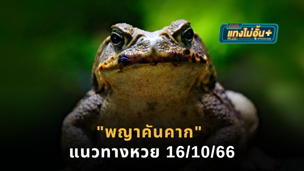 เจาะสูตรเบิ้ล “พญาคันคาก” แนวทางหวย 16/10/66 ลุ้นเข้าอีกงวด